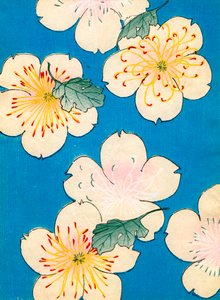 Colour Woodblock Print of Dogwood Blossoms