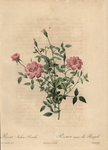 Pink Miniature China Rose, Rosa Chinensis by Jean Baptiste Chapuy