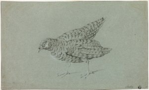 Partridge