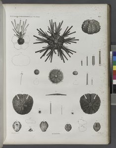 Urchins by Jean Cesar Macret