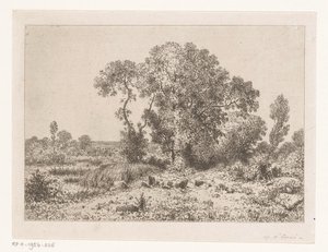Group of Trees by a Swamp
