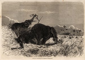 The hunt for elephants by the Dahomyan Amazons