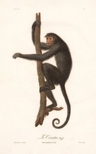 Black Spider Monkey