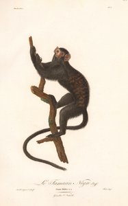 Black Tamarin