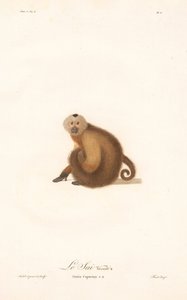 Brown Capuchin