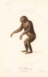 Chimpanzee