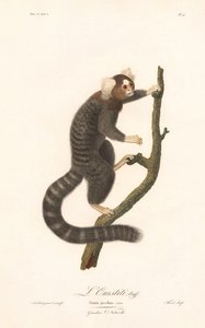 Common Marmoset