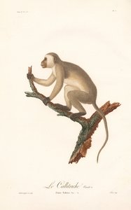 Green Monkey, Variant A