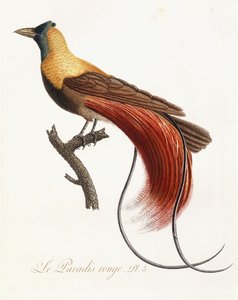 The Red Paradise, 1802