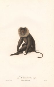 Lion-tailed Macaque