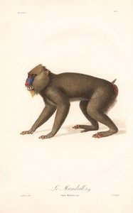 Mandrill