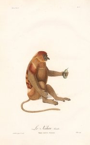Proboscis Monkey