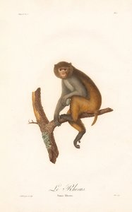 Rhesus Macaque
