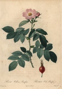 Pink apple rose, Rosa villosa