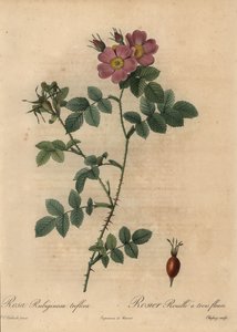 Pink Sweetbriar Rose, Rosa Rubiginosa