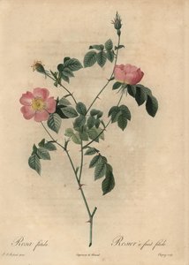 Rosa Foetida, Fetid Fruit Rose