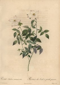 White and Pink China Rose, Rosa Chinensis