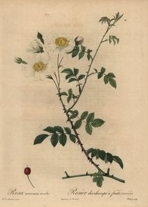White field rose, Rosa arvensis by Jean Baptiste Chapuy