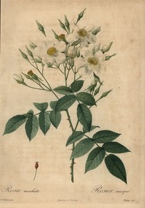 White musk rose, Rosa moschata