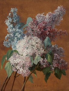 A Study of Lilacs