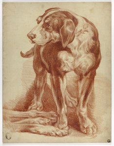 Hound Standing by Jean Baptiste Huet