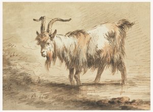 Study of a Goat, 1772
