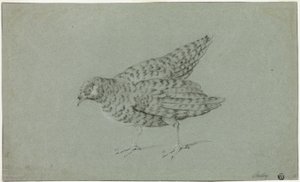 Partridge
