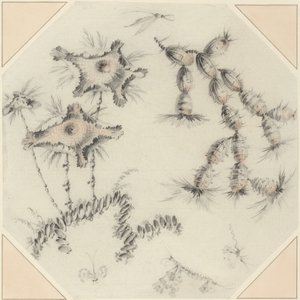 Bamboo Flowers and Cactus by Jean Baptiste Pillement