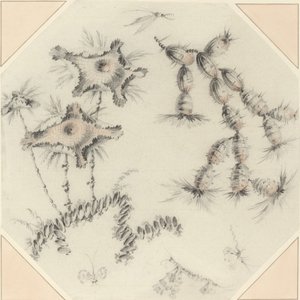 Bamboo Flowers and Cactus by Jean Baptiste Pillement