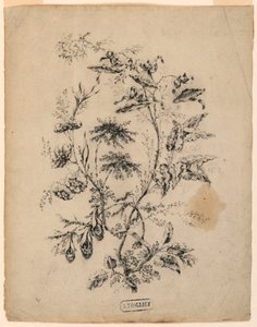 Bough of a Fantastic Tree, 1775–1800