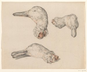 Severed Head of a Duck