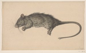 Dead Rat