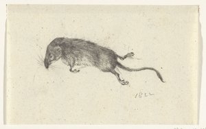 Dead Mouse