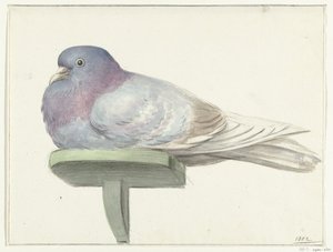 Dove Sitting on a Shelf