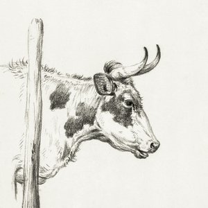 Head of a Cow, To the Right by Jean Bernard