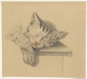 Head and Paw of a Sleeping Cat