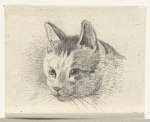 Head of a Cat