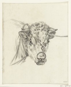 Head of a Cow with a Ring through its Nose by Jean Bernard