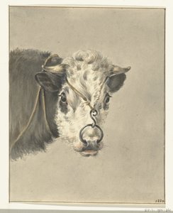 Head of a Cow, with a Ring through the Nose, from the Front by Jean Bernard