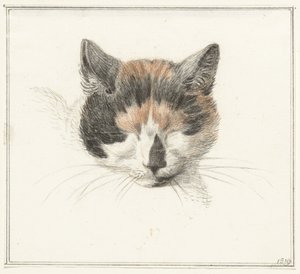 Head of a Calico Cat, Front View, with Closed Eyes