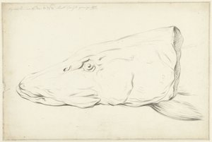Head of a Pike by Jean Bernard