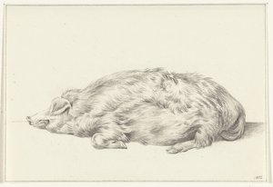 Lying Pig, Facing Left