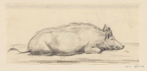 Lying Pig, Facing Right