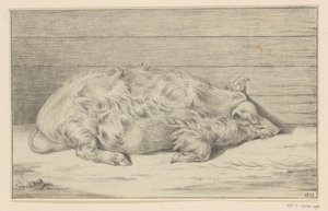 Lying Pig, Facing Right, Against a Shelter by Jean Bernard