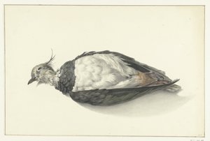 Dead Lapwing Lying Down by Jean Bernard