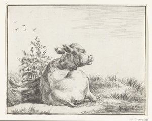 Lying Cow, from Behind