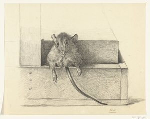 Mouse (in a Trap?)