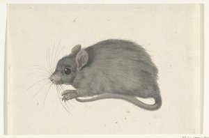 Mouse, Facing Left