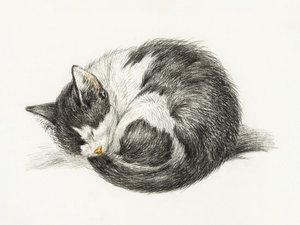 Rolled Up Lying Sleeping Cat by Jean Bernard