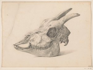 Skull of a Goat